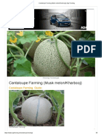 Cantaloupe Farming (Musk Melon - Kharbooj)