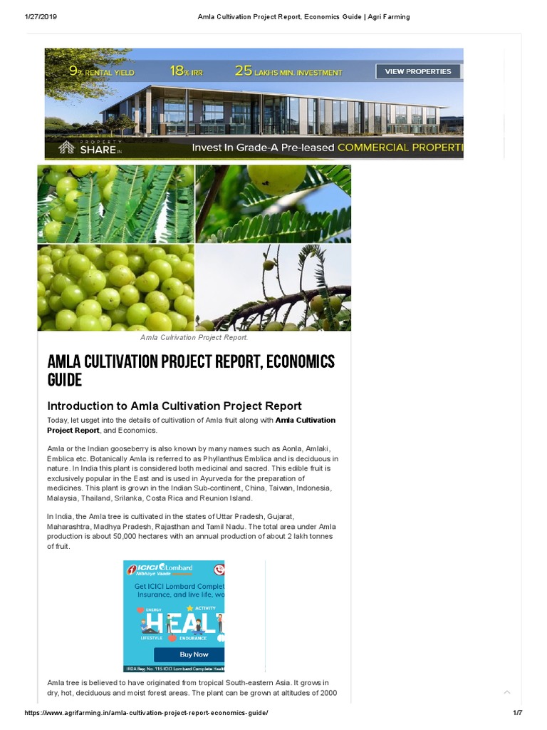 Amla Cultivation Project Report, Economics Guide | PDF | Grafting ...