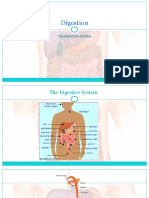 Digestion: The Digestive System