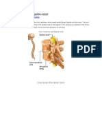 How Spinal Cord Injuries Occur