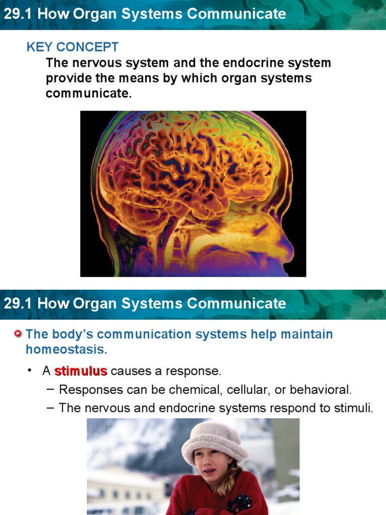 Organ Systems Communication Explained | PDF