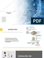 Grupo 2. Southern Blot