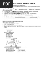 Download The Absorption of Glucose in the Small Intestine by Farhana Akthar SN55430726 doc pdf