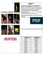 Poster Neoptera