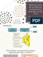 Presentación de Antígenos Fagocitados Por MHC Clase I y Ii