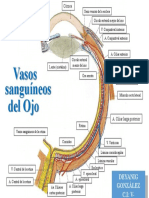 Vasos Sanguíneos Del Ojo