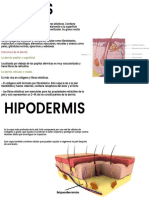 Hipodermis y Dermis