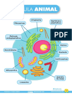 Célula Animal Recursosep Lámina