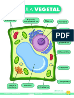 Estructura célula vegetal ilustrada