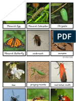 3 Part Cards Insects
