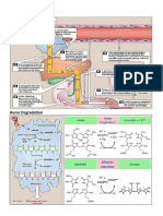 Bilirubin: Heme Degradation