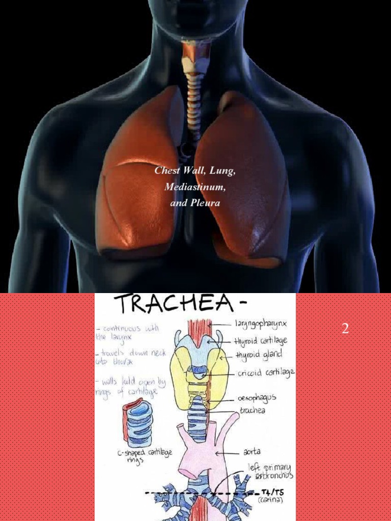 Modified Chamberlain Procedure Overview | PDF | Lung Cancer | Lung