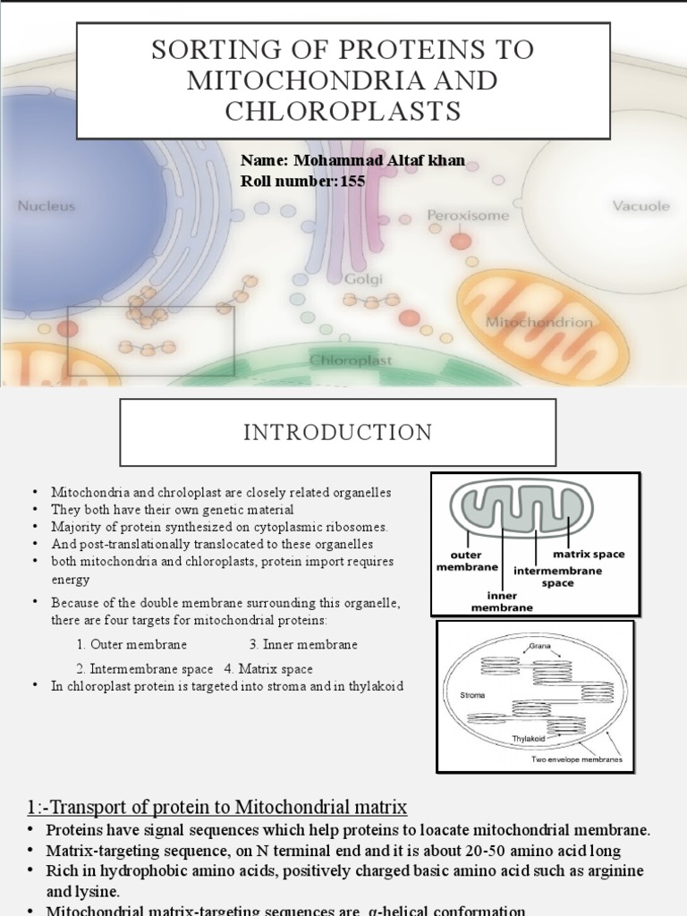 Protein Sorting in Mitochondria and Chloroplasts | PDF | Protein ...