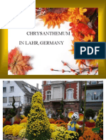 In Lahr, Germany Chrysanthemum