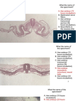 What The Name of The Speciment?: A. Hen Embryo (72 Hours-Incubation)