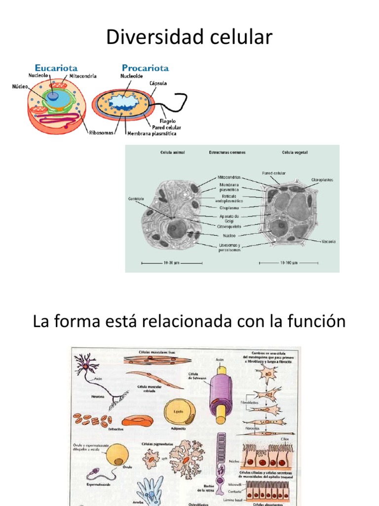 Diversidad Celular PDF