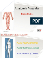 02 Anatomia Vascular ES