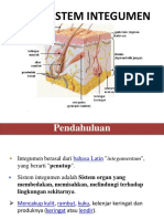 Sistem Integumen Manusia