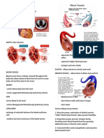 CIRCULATORY SYSTEM ANATOMY AND FUNCTION