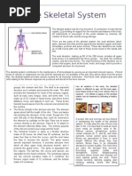 Download Assignment 1 Skeletal System by jodi_clark_8 SN55468454 doc pdf
