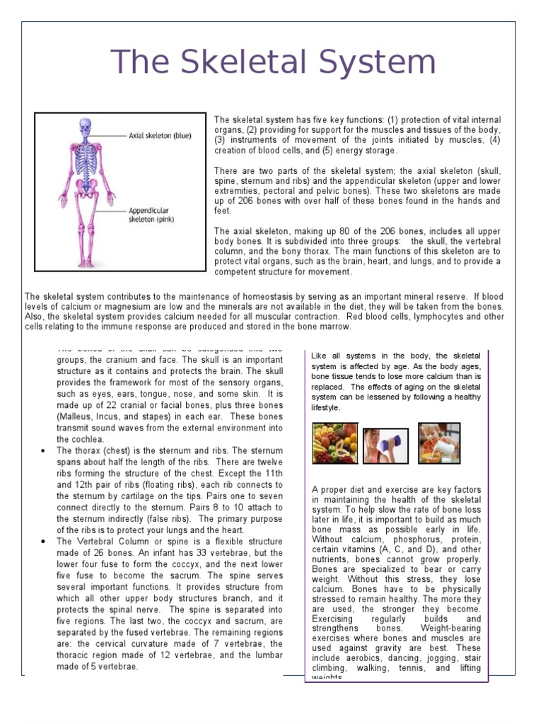 Skeletal system functions picture