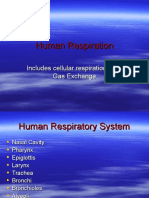 Human Respiration and Aerobic Anaerobic Slides