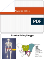 Anatomi Pelvis