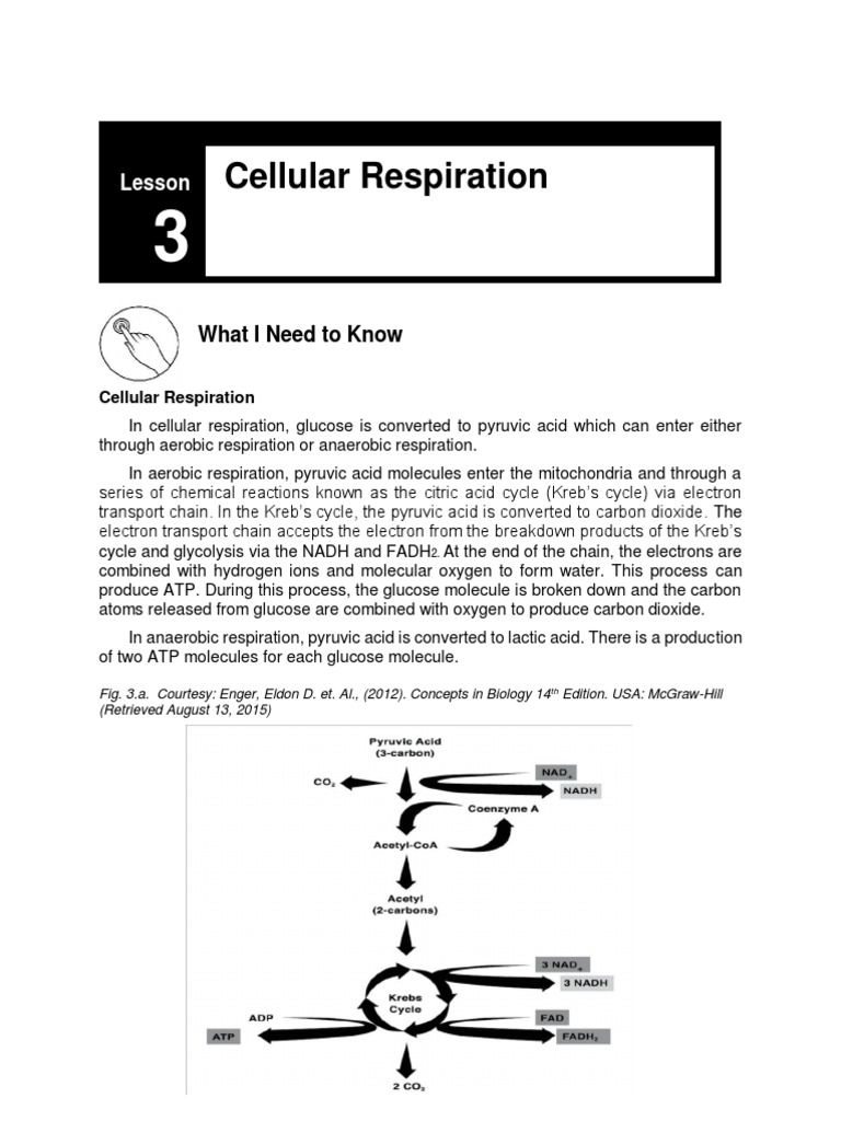 Cellular Respiration Overview and Processes | PDF | Cellular ...