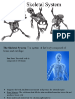 the skeletal system