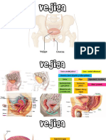 Vejiga