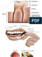 Presentación1.pptx Odontologia Foren. (1236)