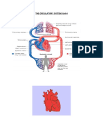 The Circulatory System: Unit 4