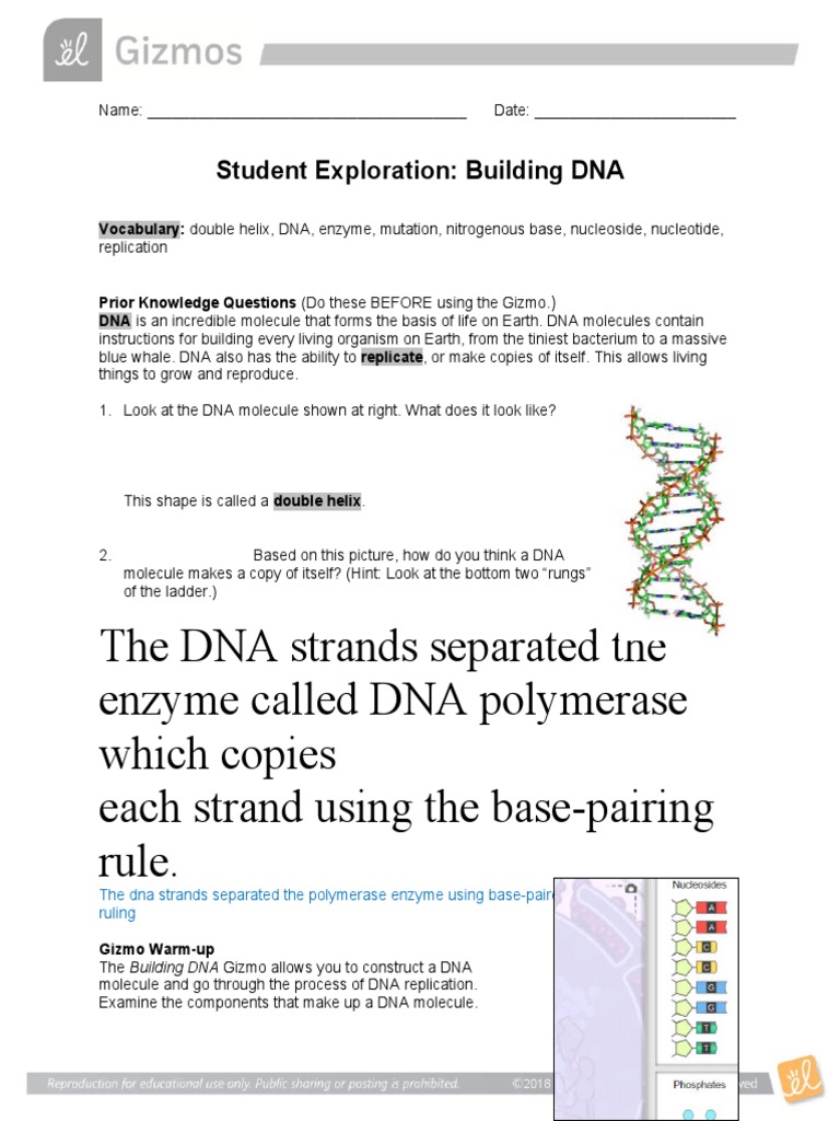 Building and Replicating DNA Lab | PDF | Dna | Dna Replication