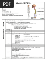 Download Clase 1 - Columna Vertebral by Sole Morn SN55483300 doc pdf