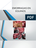 Hemorragias en Equinos