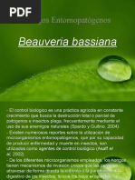 Download Beauveria bassiana by Erich Nagy SN55491744 doc pdf