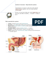 Reproduction in Human