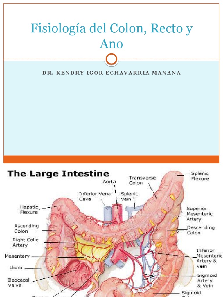 Fisiologia Del Colon