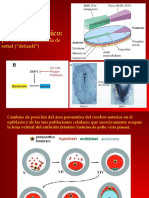 Embrio Sem 6 Formación Ejes