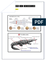 Informe 10 Cocodrilos