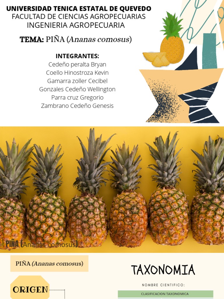 Cultivo Piña Exposicion | PDF | Piña | Agronomía