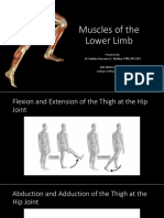 Lower Limb Muscles