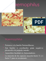 Haemophilus