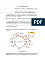 Trabajo Bio Ciclo de Krebs y Conicas