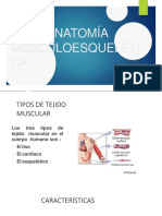 REVISIÓN ANATÓMICA. Musculos