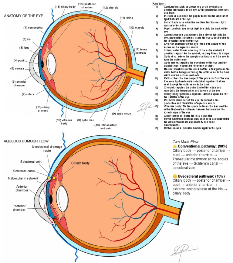 ANATOMY OF THE EYE (Pineda, Immah) | PDF | Human Eye | Eye
