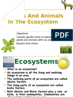 Plants and Animals in The Ecosystem