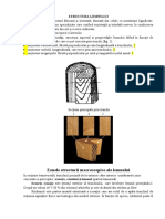 Structura Macroscopică A Lemnului.