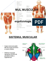 muscular ergofiziologie