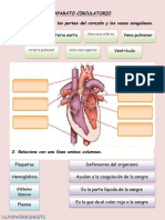 Aurícula Arteria Aorta Ventrículo Vena Pulmonar